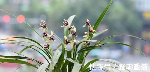 家中养兰花,几天浇一次水最合适?一根手指就知道