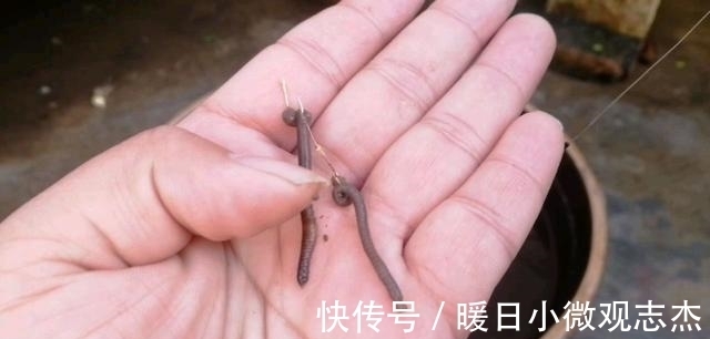 鱼吃饵|蚯蚓钓大鱼，但要学会这样用蚯蚓，才能事半功倍