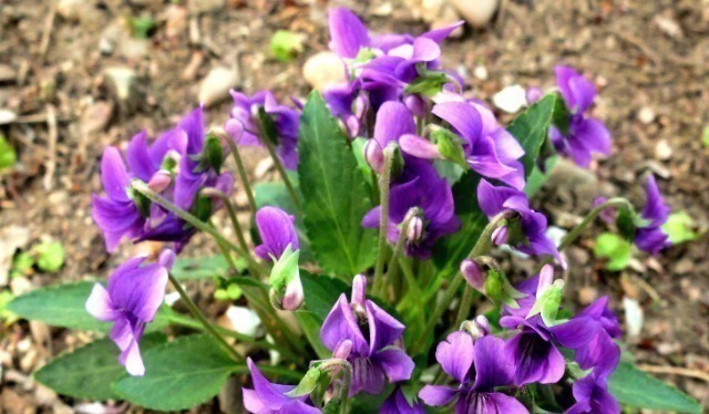 脖子疼|上班族“十人九个脖子疼”常用河边一野草泡水抹,哪也不痛了