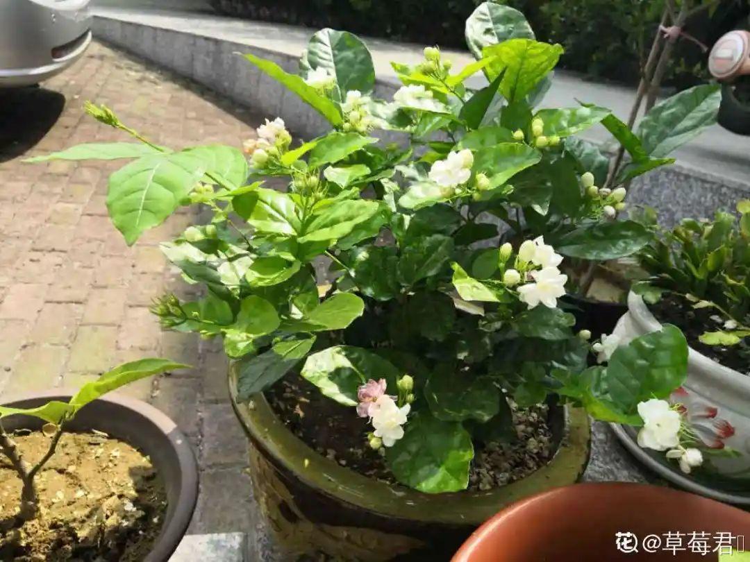 营养液|马上进入花期的花,10天一次肥,下个月就开花