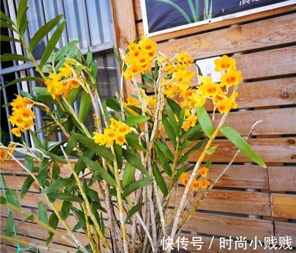 六种花是有名的“生活小帮手”，建议养一盆，以备不时之需