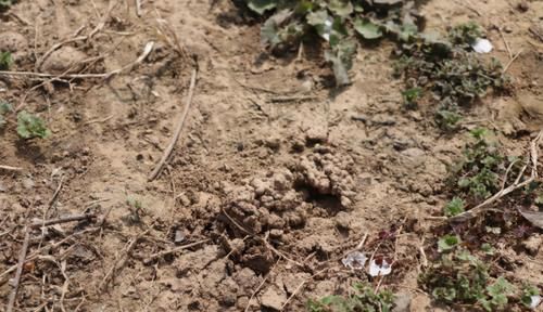 春天常去“轧马路”的人，多捡些它们养花吧，省钱实用