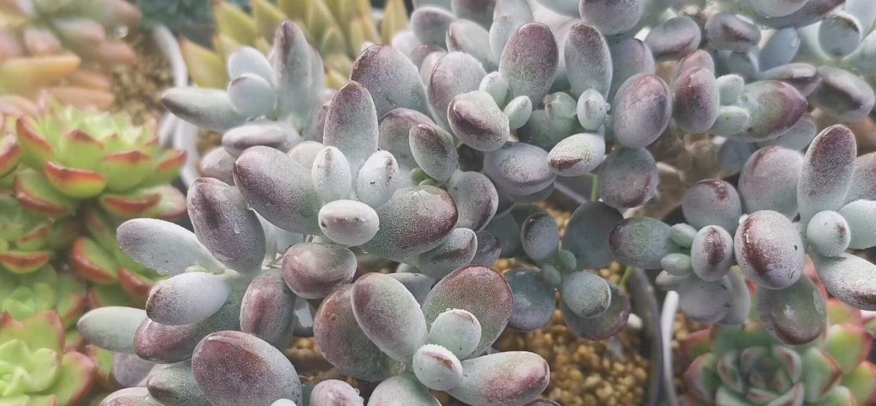 怎么消灭蚧壳虫?用这几种办法,既不会伤害花草又省钱高效