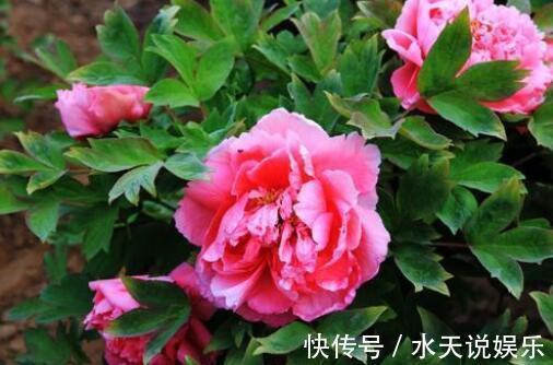 花卉|影响健康的“3种花”，不要养家里，虽然漂亮，但“花旺人不旺”