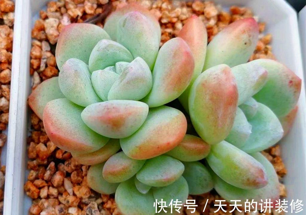 多颗粒|多肉一直不在状态,可能是养护顺序弄错了,十三字养护秘诀请记好