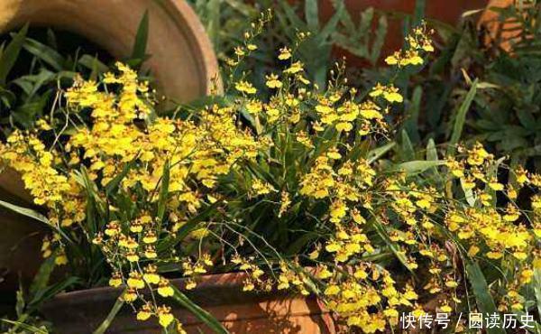 文心兰,花香清爽,养在家中心旷神怡