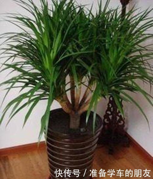 龙血树龙血树|4种“耐阴性”绿植，家里放一盆，再也不怕没阳光养不了花了！