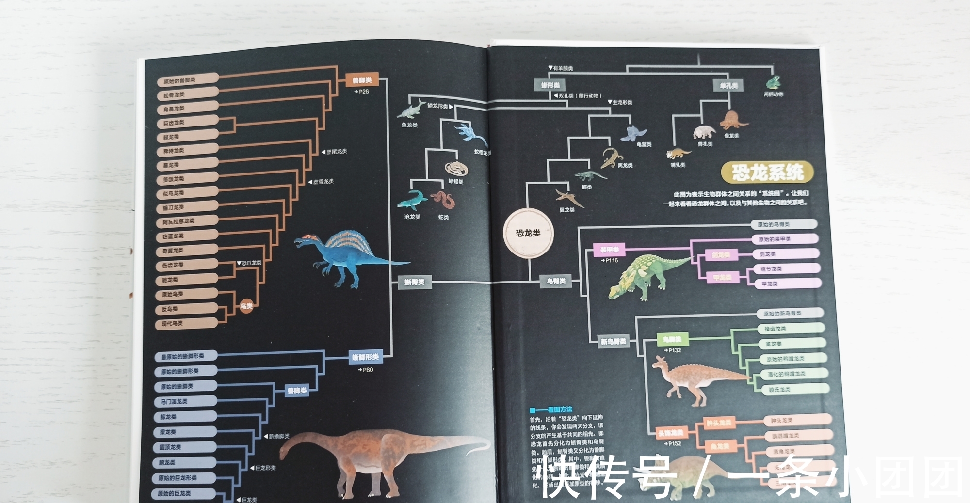哆啦a梦#一本关于恐龙的百科书,让孩子爱上恐龙的世界
