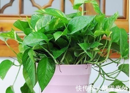 花盆|它简直是绿萝“救命稻草”，真心好用，盆里加点起死药，马上复活！