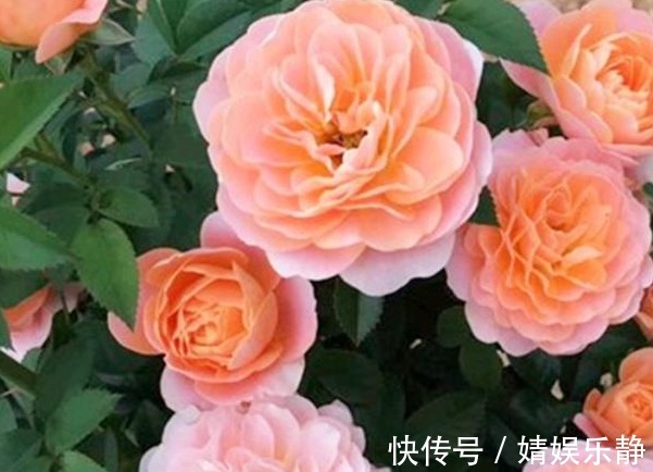 无机肥|月季难开花,注意这1个“关键点”,促根又促花,花开才不会少