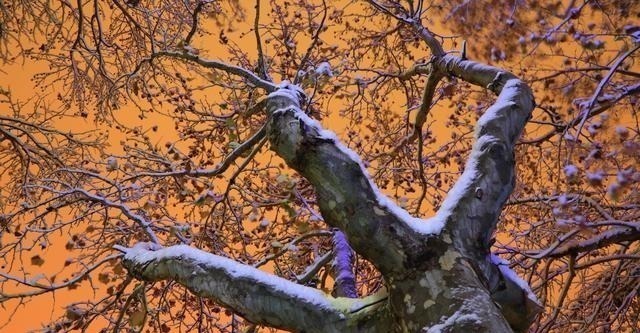 白云苍狗&李煜最精致的一首词,字字清新,道尽人生幻灭,凄艳千古