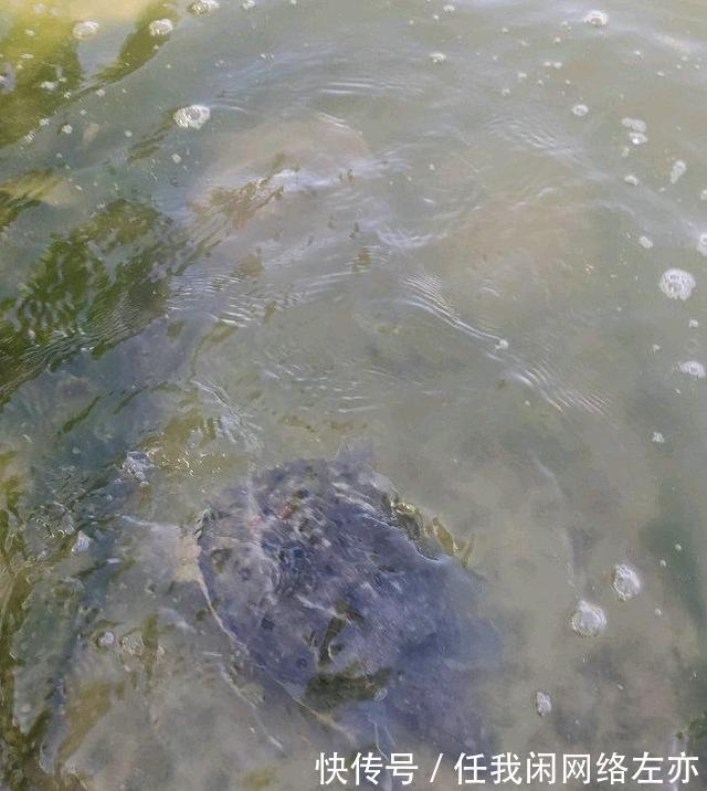 广州一河边大群甲鱼乱游，有人捞了许多，网友这种甲鱼都敢捞！