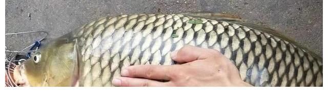 钓到大鱼总是“拔河”？记住这3个步骤，大大地减少跑鱼！