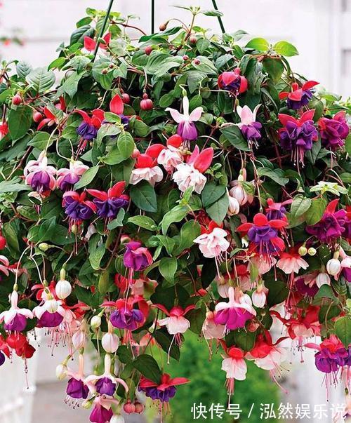 “夏必死”的4种花，现在赶紧扦插几盆，生根快成活率高