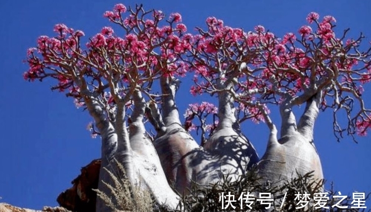 透气性|沙漠玫瑰大肚子怎么养成?剪一剪、施施肥,教你详细的养护方法!