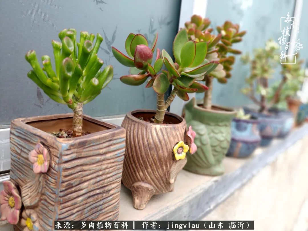 花月|多肉露养度夏，没遮阳没遮雨，有惊无险！