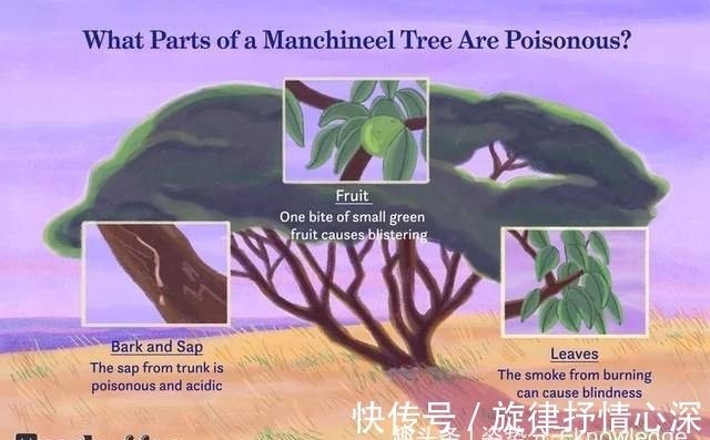 毒番石榴树|死亡之树!吃了会中毒,烧它也可能中毒,还有人吃过它的果实