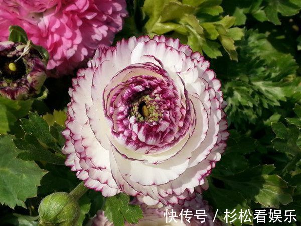 多年生|秋冬养此款植物，随便养一盆，清新悦目，花姿潇洒，寒冬也有花赏