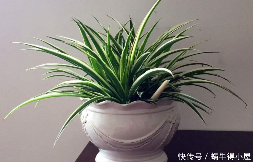 油绿|想让吊兰爆盆？容易！这么养护，叶子油绿养眼，年年疯长不停