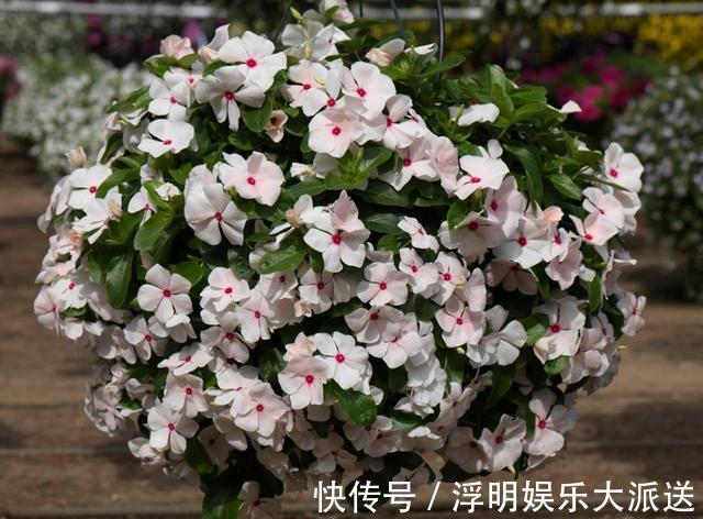 爆盆|养花就养3种花,随便养养就爆盆,一开300多天,全年不断花!
