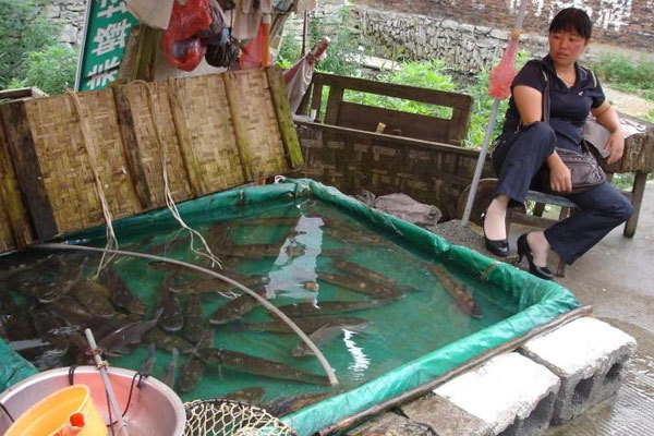 菜场“最害人”的鱼，别起早抢了，卖不完鱼贩子都扔，孩子还在吃