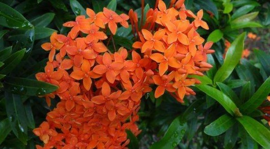 在家养一盆“龙船花”,养护只需记住3点,养出色彩迷人的龙船花