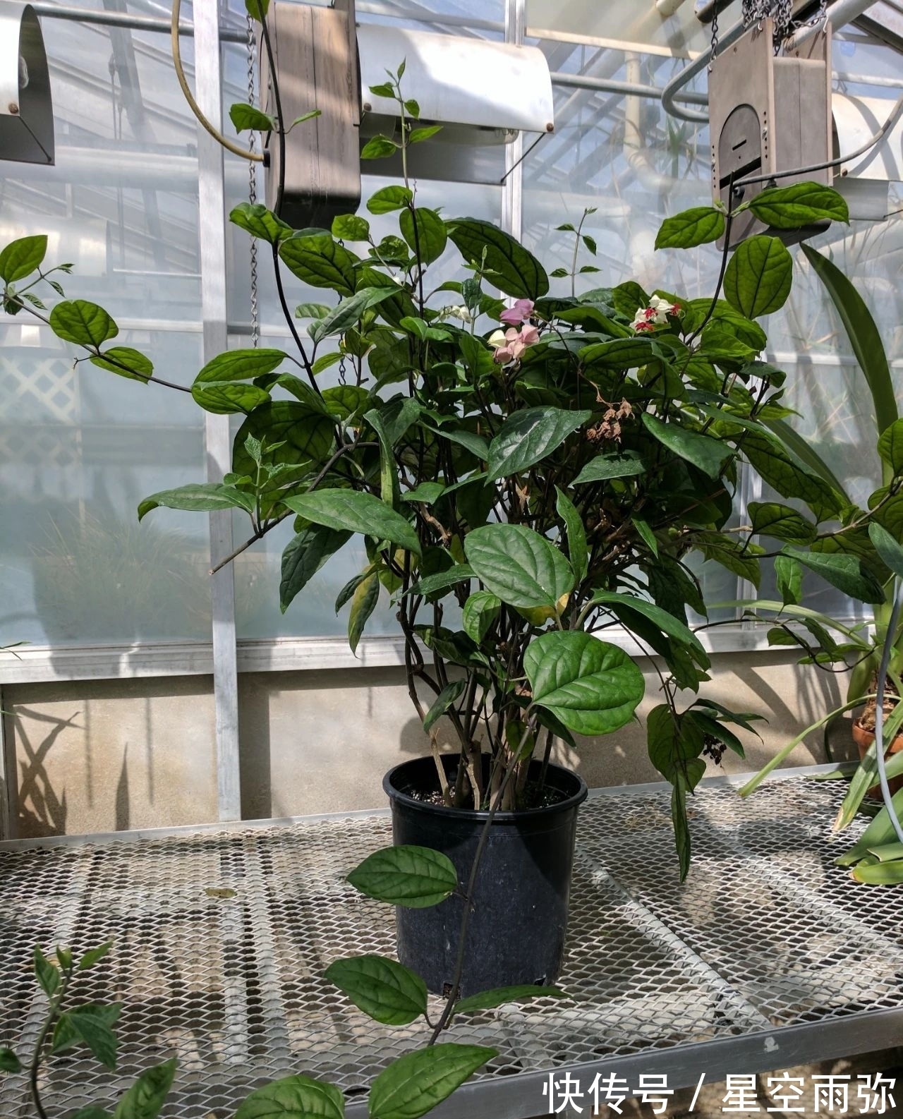 每年春节前后,除了年宵花,买盆龙吐珠也不错,好看的半藤本花卉