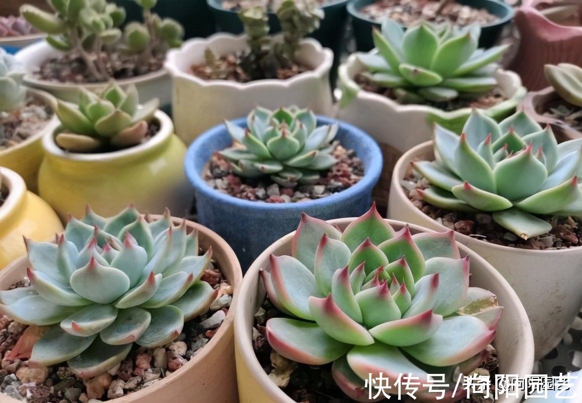 繁殖|养了这么长时间的多肉,你有后悔吗?是不是也想要出坑了