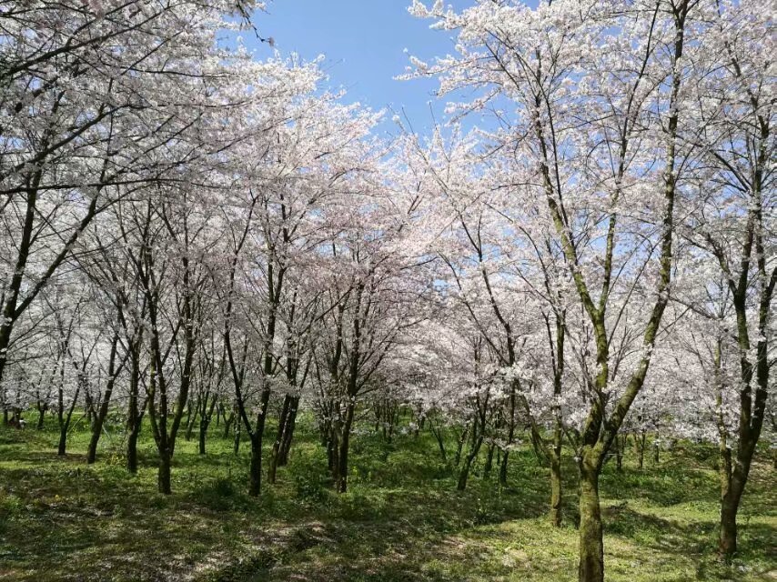 平坝樱花海，惊艳又浪漫