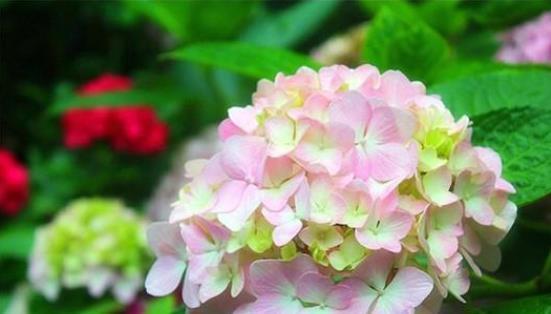 发财树|君子兰、发财树,夏天这么浇水,等着收尸吧