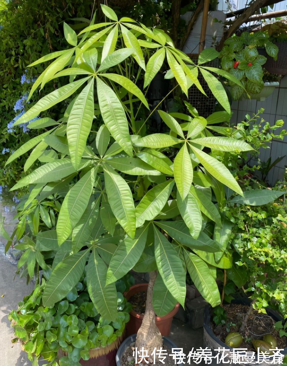 养花高手都具备的“好习惯”，新手如果坚持下来，花会越养越好