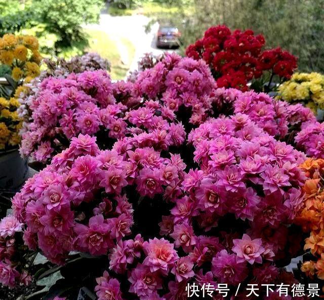 漂亮|高温30度下,5种漂亮花,不能“正常养”,黄叶烂根,容易死翘翘