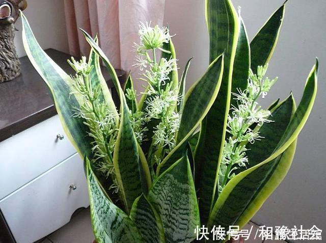 虎皮兰有“4怕”，避开后，叶子旺盛“增1倍”，花友早记住