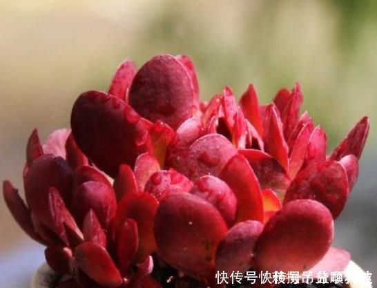 多肉养成“大白菜”教你几个小绝招,个个状态美,谁见都羡慕