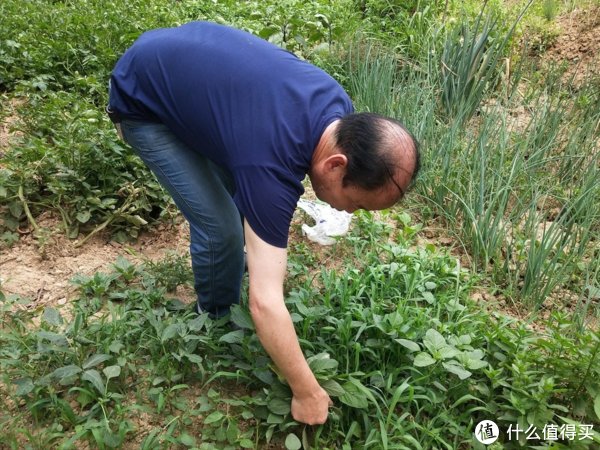 扫帚苗|炎炎夏日，这5种藏在农村路边的野菜，鲜嫩当季，遇到千万别错过