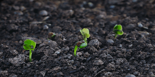 一物一生，吃完萝卜，一生系列就停在这里了吧