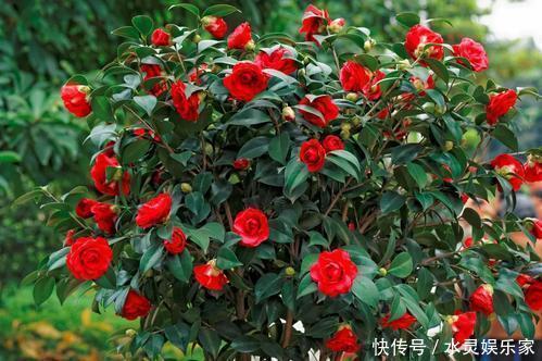 往下数|花谢后做这一步,3天窜8个芽,一个月就爆盆!