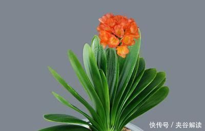 天气|天气变凉,家里种植的君子兰到了出花箭的时候,合理施肥很重要