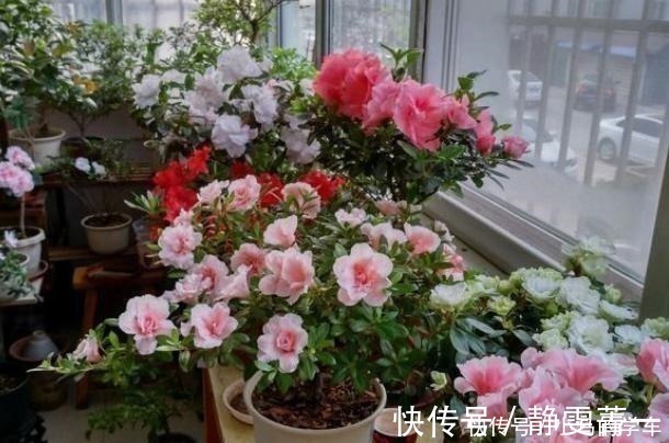 营养物质|养花浇水是“功夫”,记住1个“原则”,永远浇不死,越长越旺!