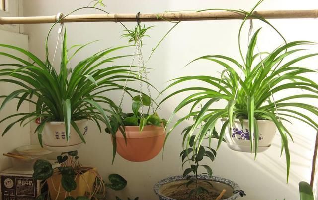 吊兰|养吊兰做好这几点，不会干尖黄叶，还能从中抽新枝