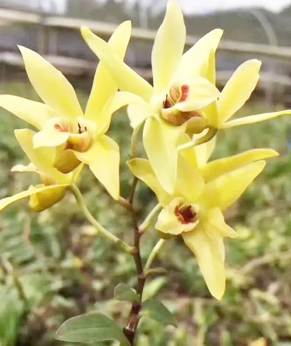 兰花养不好大部分都是养料没选对,它比生根粉还好用,养兰首选