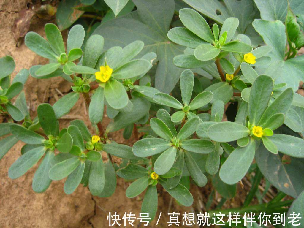 颈淋巴结核|这六种野菜在农村都十分稀少,药用价值极高,更是有防癌的奇效