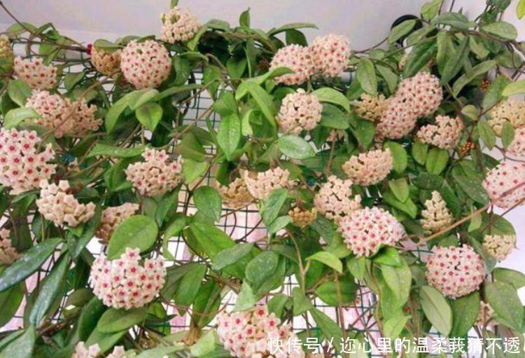 养花试试此几款,花开繁盛花香怡人,花朵美爆阳台