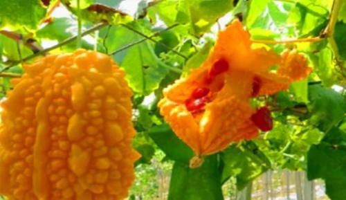 绿橙|比较普通的廉价食物，秋天常吃，促进血液循环，改善便秘，气色好