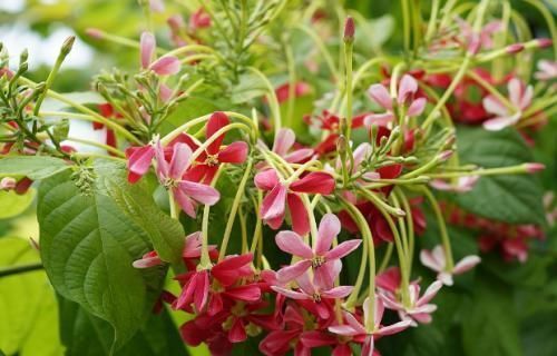 虫害|养花杀菌水,7天给花喝一勺,不黄叶、不长虫,新叶蹭蹭长