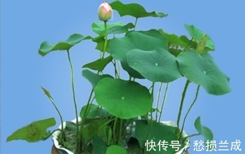 水培碗莲开花少，其实是方法错了，正确的做法应该是这样