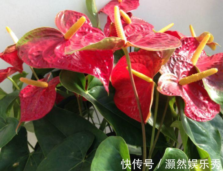 花卉|适合养在阳台的花卉，一年四季开花不断，家里变成花海