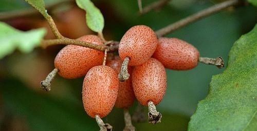 农民|农村一种野果子,农民当水果吃,却不知道它是止咳润肺的一大良药