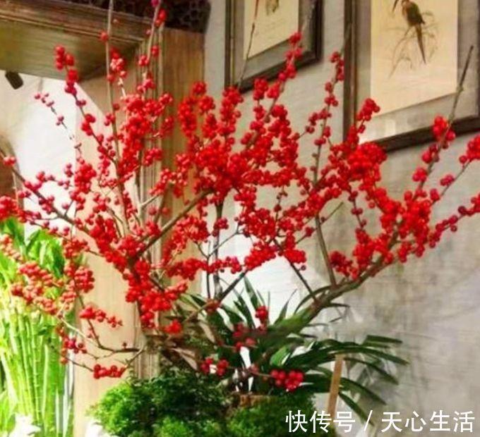 几种花卉美过玫瑰，一年四季花开不停，简单易成活