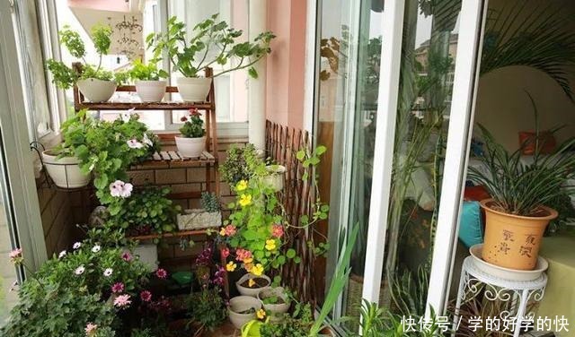 没时间、没经验的阳台种菜者,统统看过来,台长为你提供解决方案!